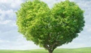 Next Level Tree Service