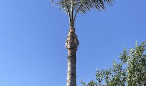 Affordable tree care