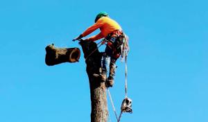 Campos tree service