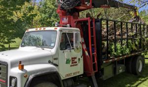 Budget Tree Services