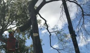 LumberJack Tree & Crane Experts