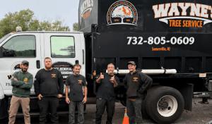 Wayne's Tree Service