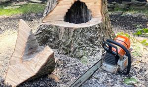 Francis Tree Service LLC - Warren NJ