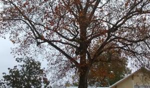 A Cut Above Tree Service & Stump Grinding