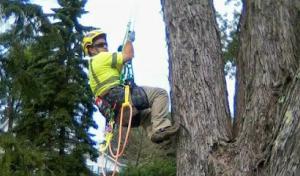 LandPro Landscaping & Tree