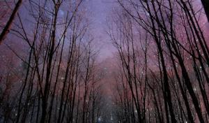 All Stars Tree Solutions