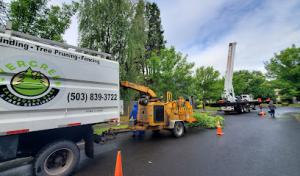 Evergreen Landscape Care & Tree Services