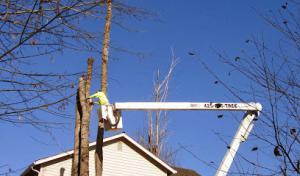 JD Tree Service