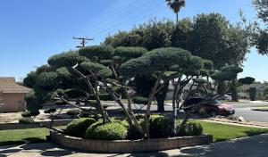 Tree Service Perfection West Covina