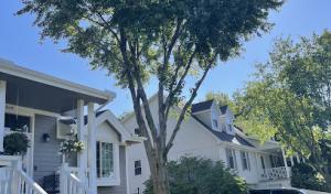 My Tree Guys