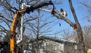 Minnihan's Tree Service