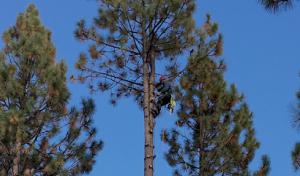 Urban Forest Tree Service