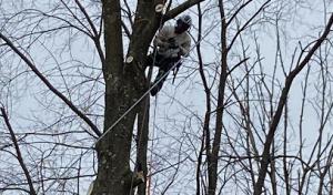 The Branch Manager Pro Tree Service