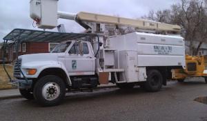 Make Like a Tree: Professional Tree Care