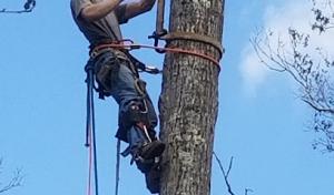 National Tree Service