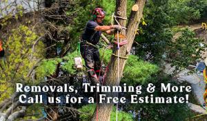Trail Based Tree Service