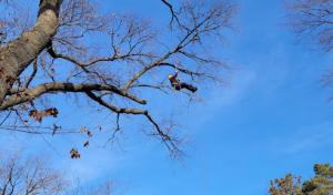 Woodsman Services Tree Services & Firewood