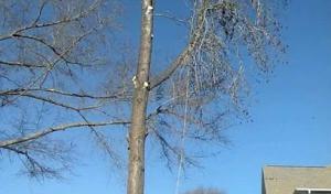 Owen's Tree Services