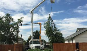 Climbing Sammy's Tree Service