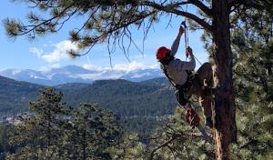 RedHawk Tree Service