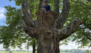 Lopez Tree Services, LTS