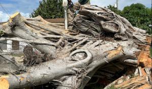 Pepe Brothers Tree Service