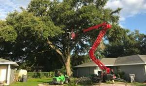 Central Florida Tree Care