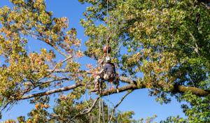 Heritage Tree Services