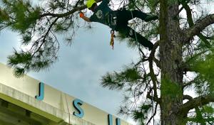 Tree Tech ISA Certified Arborist