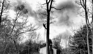 Sugar Maple Tree & Lawn