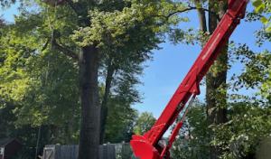 Shady Shelton Tree Service
