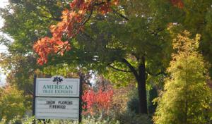 American Tree Experts