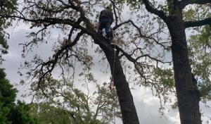 VIP Enterprises Tree & Fence Experts