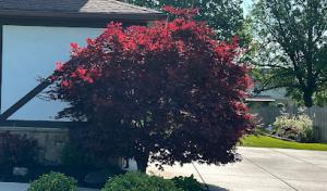 Trusted Tree Services