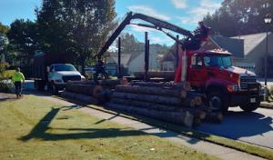 Allgreen Tree Services