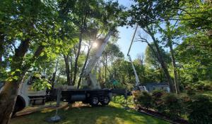 Trees Are Us, Carolina Tree Service, Alamance Gaddy Tree Service