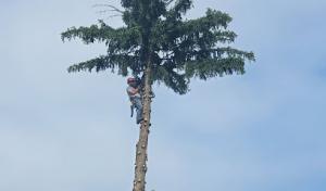 Family Roots Tree Care