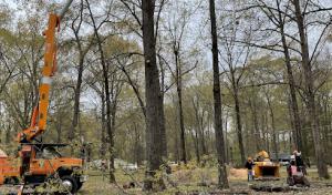 Treegorilla Tree Care Experts