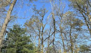 Crass Tree Experts