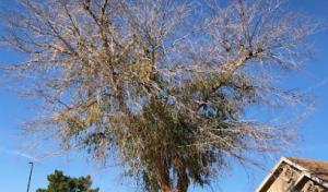 Corona Tree Service of Saratoga