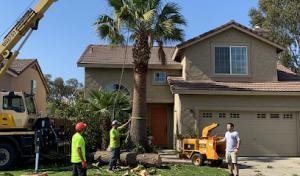 Oceanside Tree Service Experts