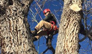 Carmel Tree Service