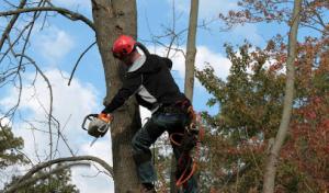 Downey Tree Care