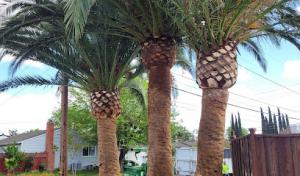 La Canada Tree Service & certified arborist