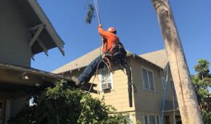 Exclusive Tree Services