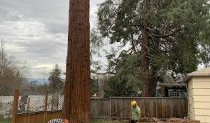 Table Rock Tree Care