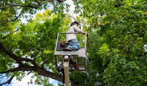 Solberg’s Tree Service