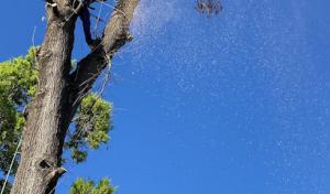 Christian Brother Tree Services