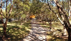 Palmetto Tree Service