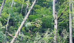 Carter Care Tree Service
